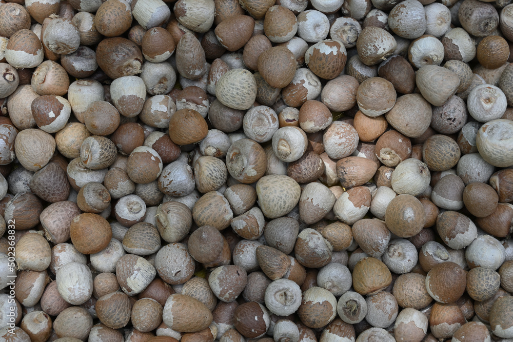 Overhead view of the husk removed piles of Areca nuts or betel nuts (Areca catechu) Overhead view of the husk removed piles of Areca nuts or betel nuts (Areca catechu)