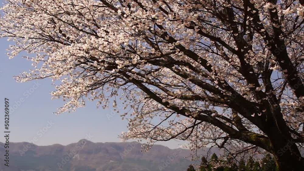 風にゆれる南阿蘇村の桜 風にゆれる南阿蘇村の桜