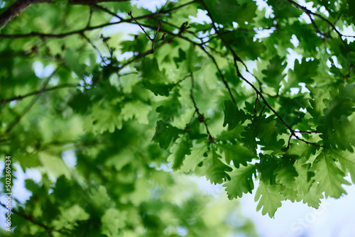 The green leaves of the oak tree close-up against the sky in the sunlight in the forest