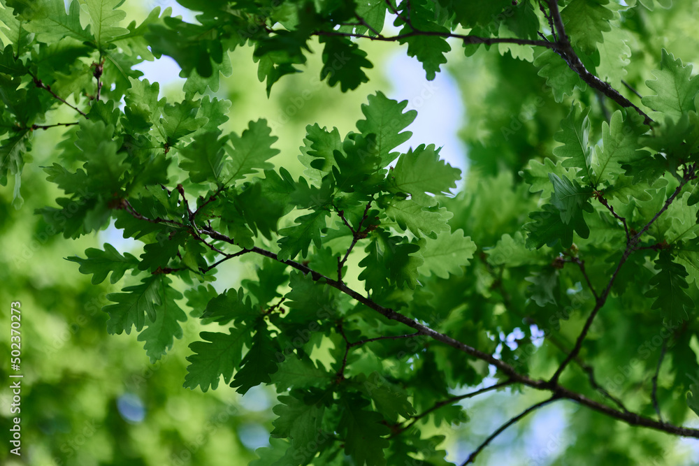 Green fresh leaves on oak branches close-up against the sky in sunlight Green fresh leaves on oak branches close-up against the sky in sunlight