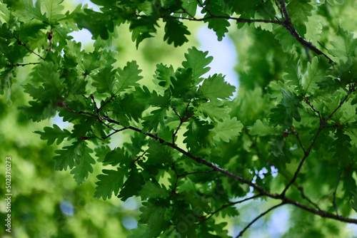 Green fresh leaves on oak branches close-up against the sky in sunlight