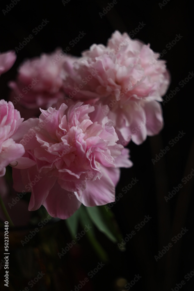 a bunch of peony a bunch of peony