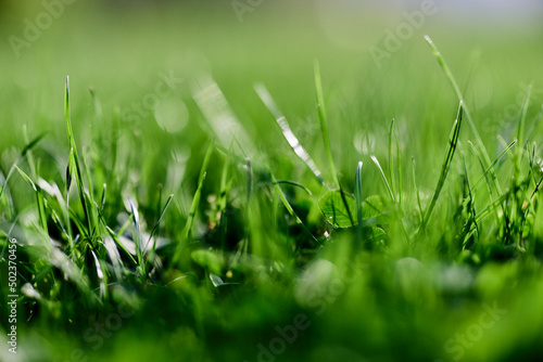 Green grass leaves in close-up  mock up and copy space