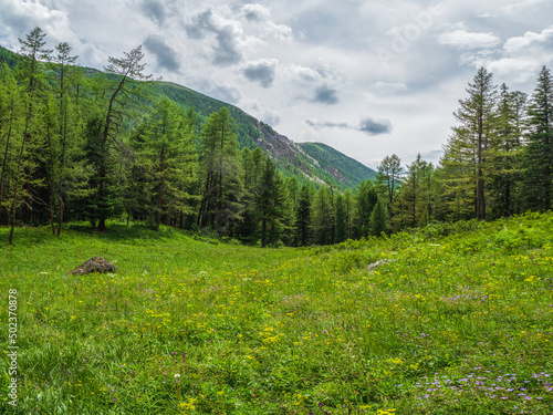 Alpine summer highlands with lush vegetation. Mountain alpine woodland.