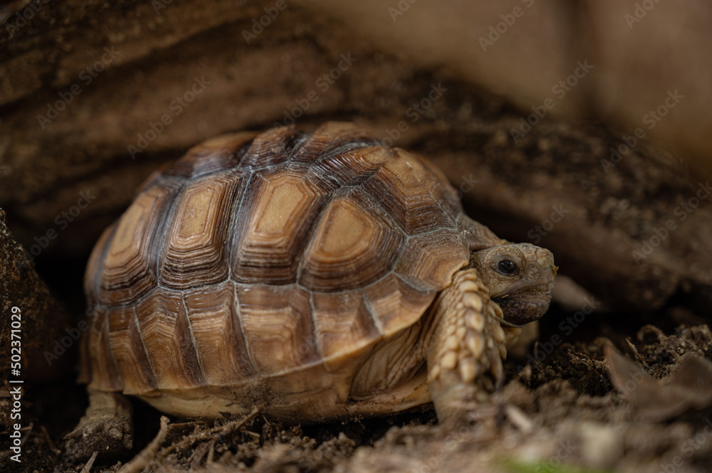 Sucata tortoise on the ground