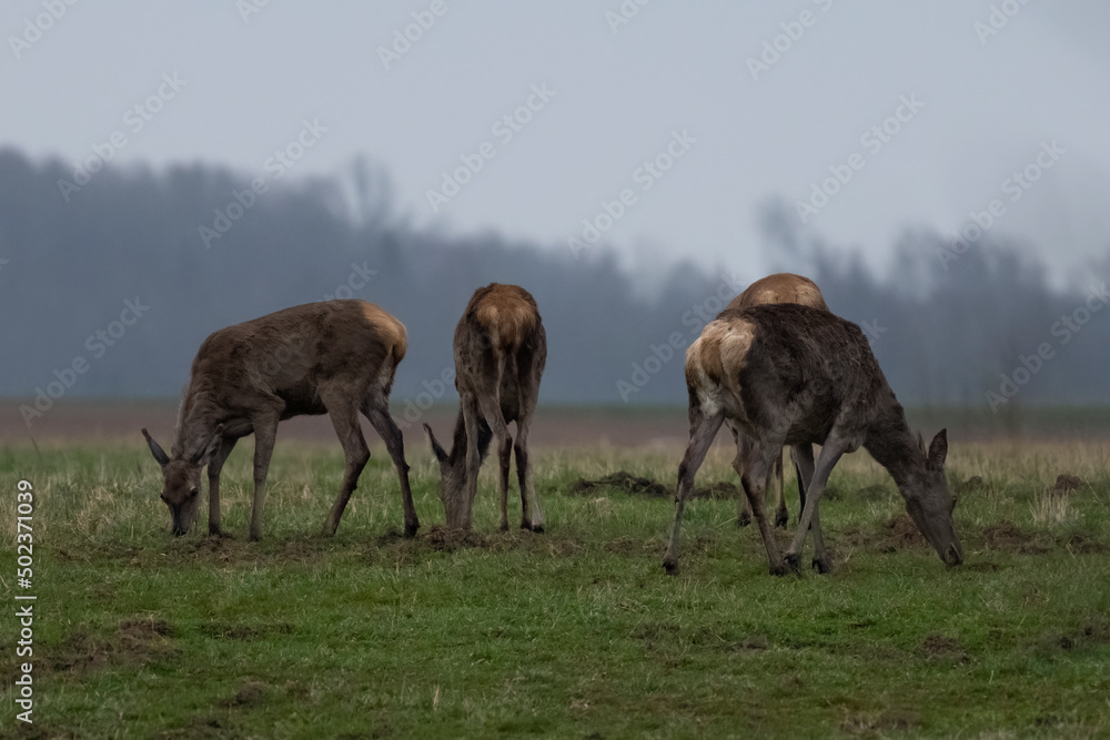 Fototapeta premium Red deers feed on fresh grass