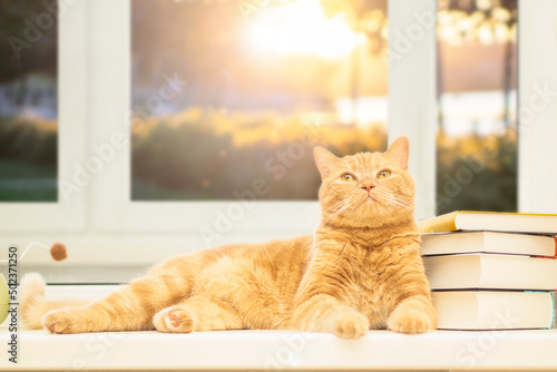 A ginger cat lies on the window sill against the backdrop of sunset. The concept of home coziness and comfort.
