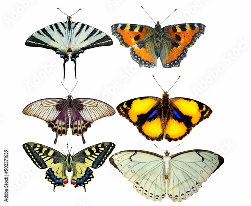mariposa, insecto, alas, naturaleza, bragueta, animal, 
