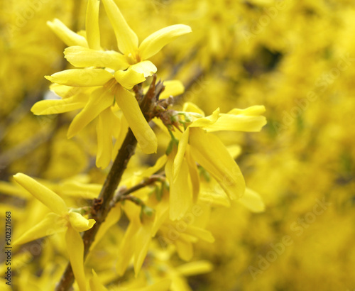 Zbliżenie żółtych kwiatów forsycji