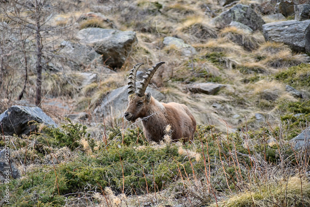 The Ibex grazing among the rocks in the Gran Paradiso park The Ibex grazing among the rocks in the Gran Paradiso park