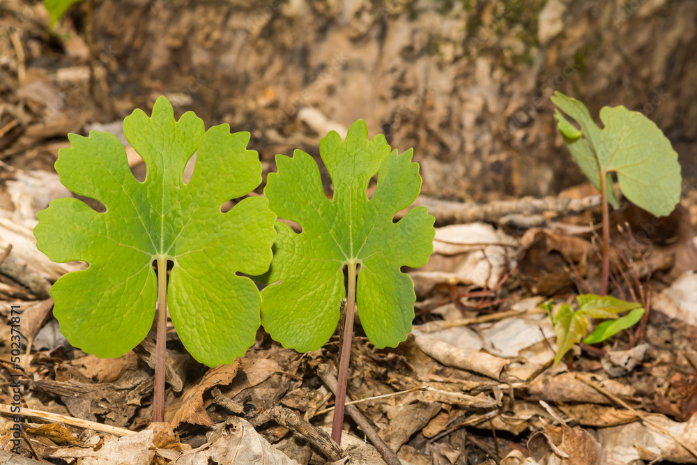 Bloodroot - Sanguinaria canadensis Bloodroot - Sanguinaria canadensis