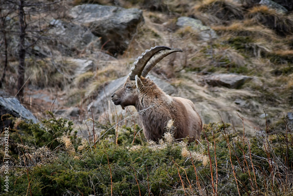 The Ibex grazing among the rocks in the Gran Paradiso park