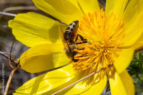 Honey bee on blooming adonis flower, Spring background, honey bee pollinating wild yellow flower © Oleh Marchak