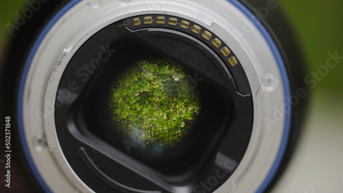 Green trees reflected in camera lens. Action. Camera lens is aimed at green branches of trees rustling in wind. Close-up of green leaves reflected in lens