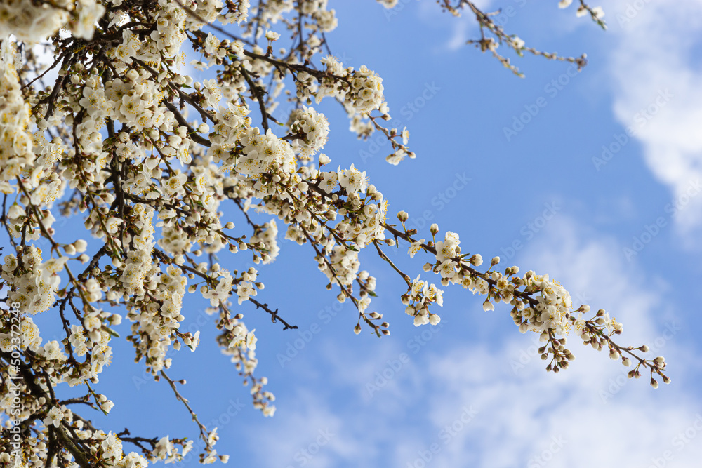 Wild white plum blossoms close up in a forest on a sunny spring day. Species Prunus cerasifera aka cherry plum or myrobalan plum Wild white plum blossoms close up in a forest on a sunny spring day. Species Prunus cerasifera aka cherry plum or myrobalan plum