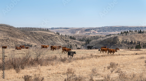 A herd of grazing cattle standing on a ridge near the distant town of Cochrane, Alberta, Canada photo