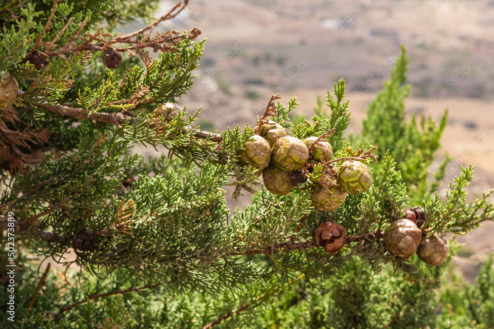 Obraz premium Green cypress branch with cones. Fresh twigs with fruits Greece