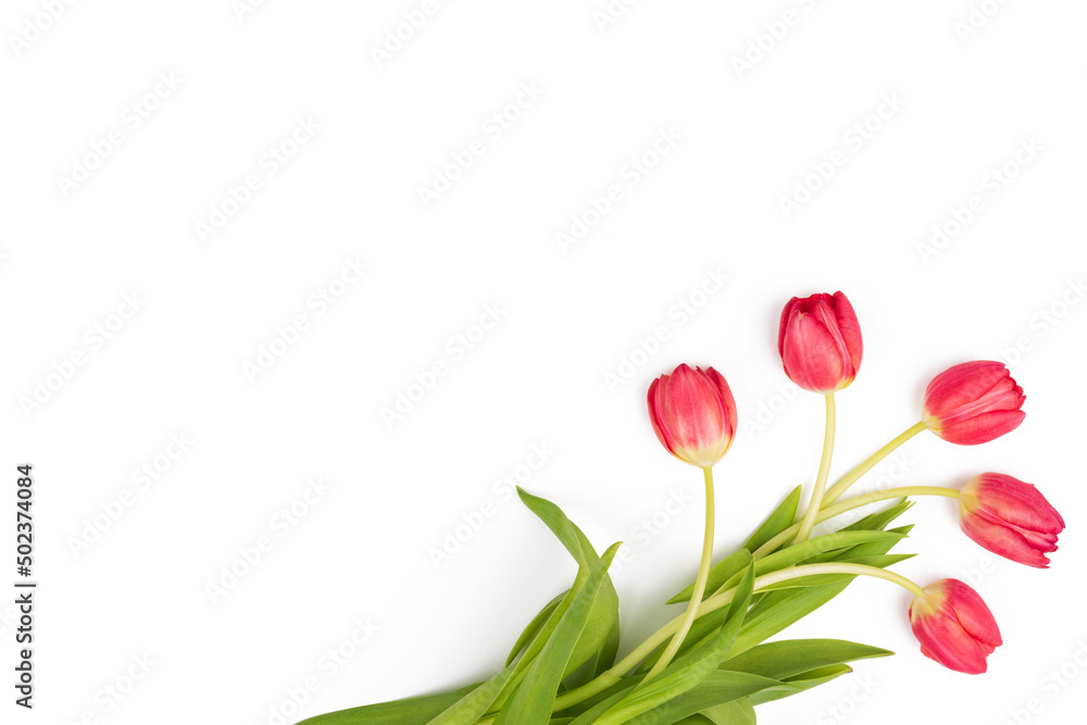 Pink tulips bouquet of flowers isolated on white background. Happy Easter, spring, wedding, birthday, 8 march romantic love, mother day mockup card. Flat lay, ovehead top view Pink tulips bouquet of flowers isolated on white background. Happy Easter, spring, wedding, birthday, 8 march romantic love, mother day mockup card. Flat lay, ovehead top view