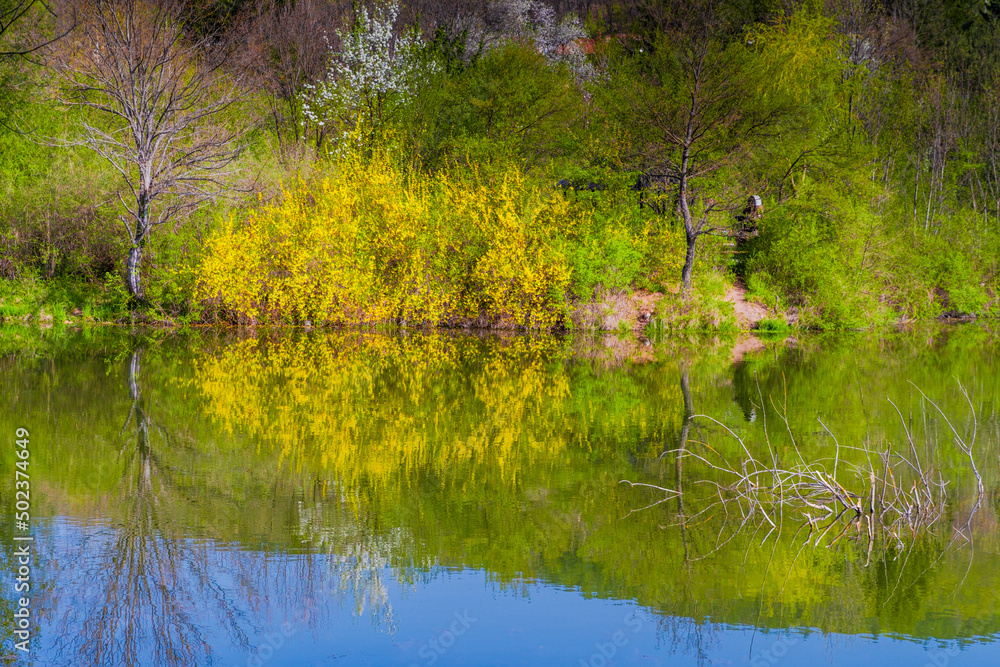 Fototapeta premium lake in the park with reflections