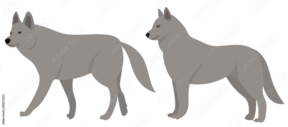 wolves flat design, isolated on white background, vector wolves flat design, isolated on white background, vector