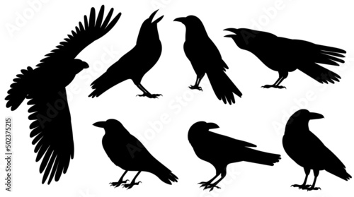 crows set silhouette, on white background, isolated, vector