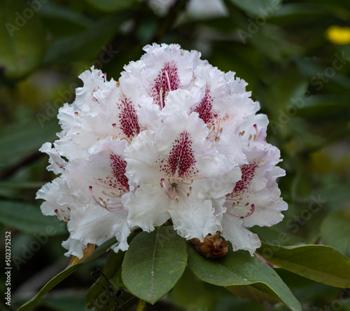 Close up of Rhododendron flowers. Baden-Baden, Baden Wuerttemberg,  Germany photo