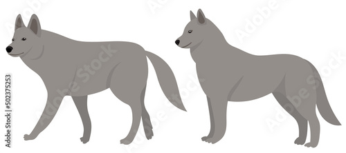 wolves flat design  isolated on white background  vector