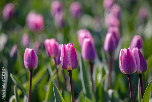 Field of purple tulip flowers.