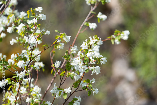 Service berry plant