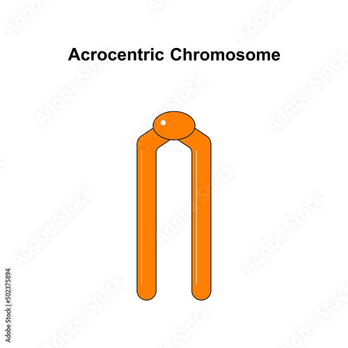 Scientific Designing of Acrocentric Chromosome. Colorful Symbols. Vector Illustration.