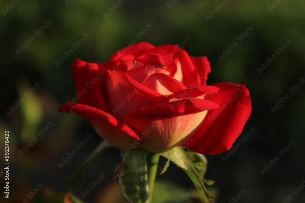 red roses in the evening light growing flowers rose garden. Flowers for mother's day women's day red roses in the evening light growing flowers rose garden. Flowers for mother's day women's day