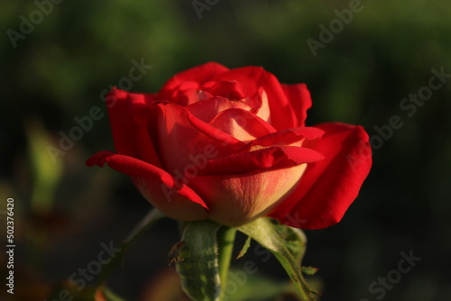 red roses in the evening light growing flowers rose garden. Flowers for mother s day women s day