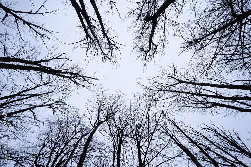 Ταπετσαρία Nadir view of blue sky through oak tree branches