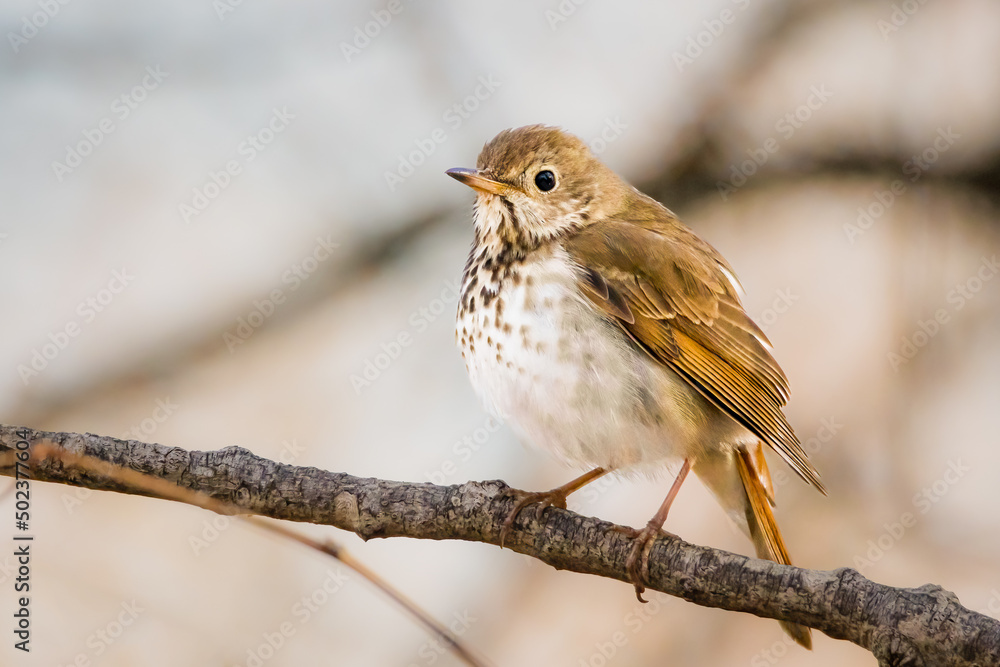 Small Hermit Thrush perched on a tree branch in the forest on an early spring morning Small Hermit Thrush perched on a tree branch in the forest on an early spring morning