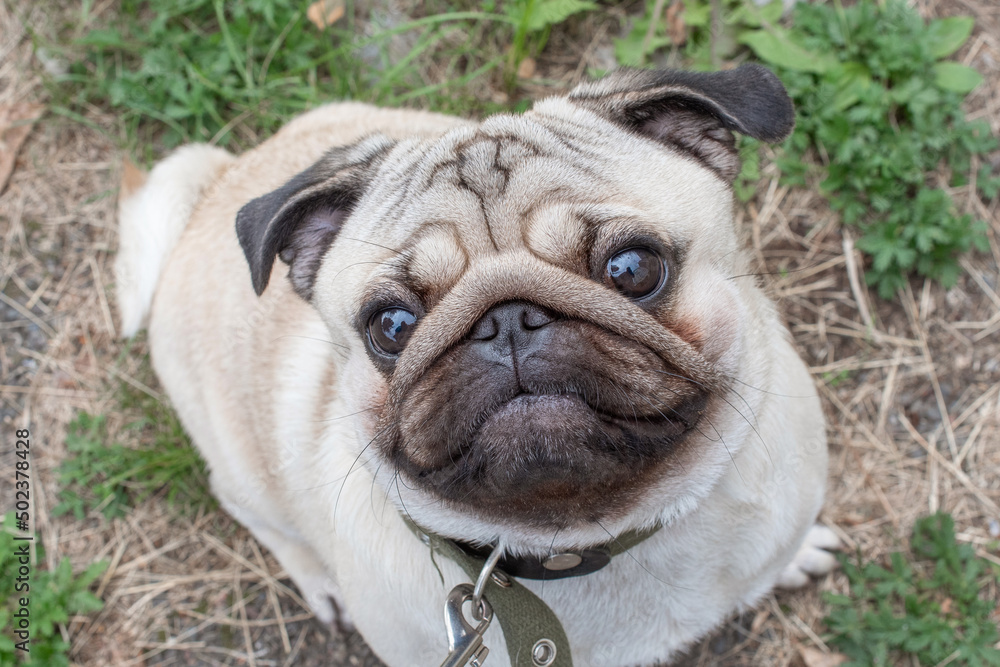 beautiful young beige pug walks and looks up, close-up