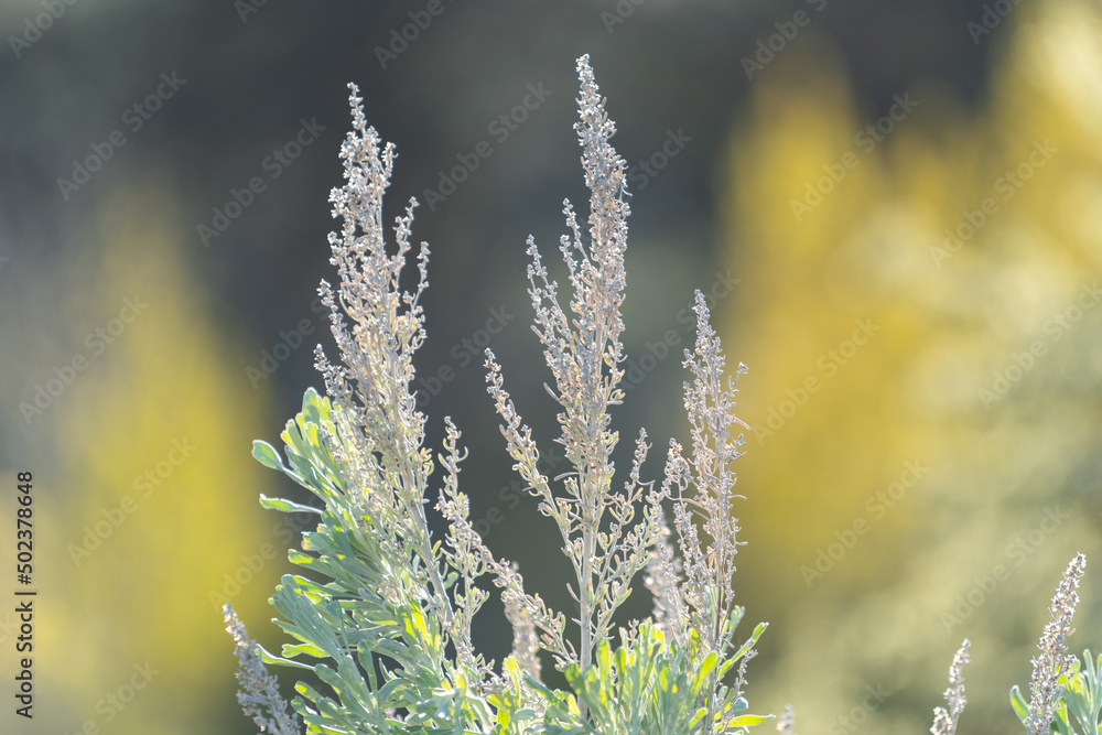 Fototapeta premium Sage Brush in the desert