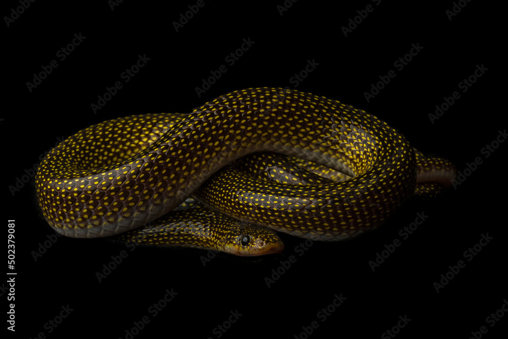Fototapeta premium Portrait of a twin-spotted wolf snake against a black backdrop