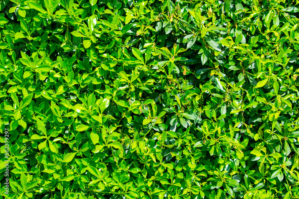 Wall of leaves. Decorative pruning of shrubs in the city park. Lots of little leaves. Wall of leaves. Decorative pruning of shrubs in the city park. Lots of little leaves.