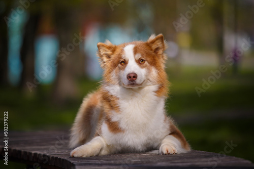 Red white laika dog outdoors. © PaulShlykov