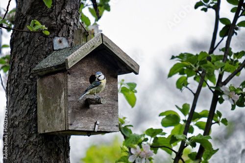 Blue tit parching outside its tree house on an apple tree in the garden