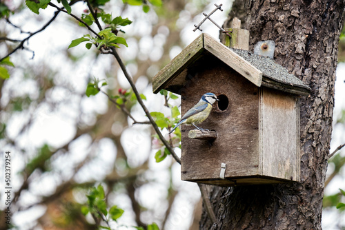 Blue tit parching outside its tree house on an apple tree in the garden