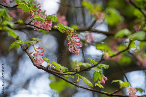 Red-flowering Currant photo