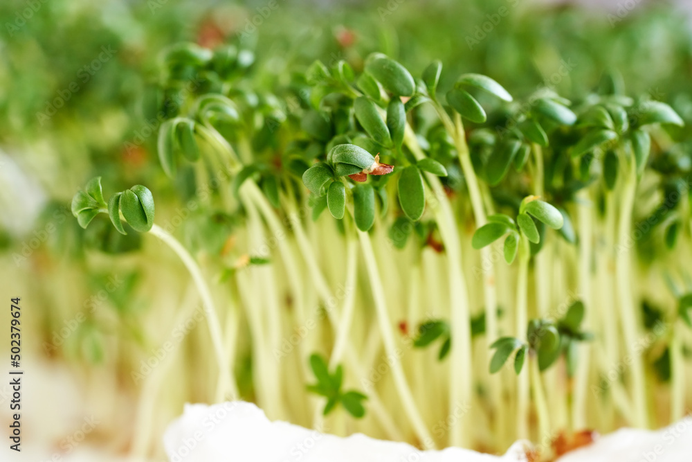 Obraz premium Fresh green garden cress sprouts growing indoors
