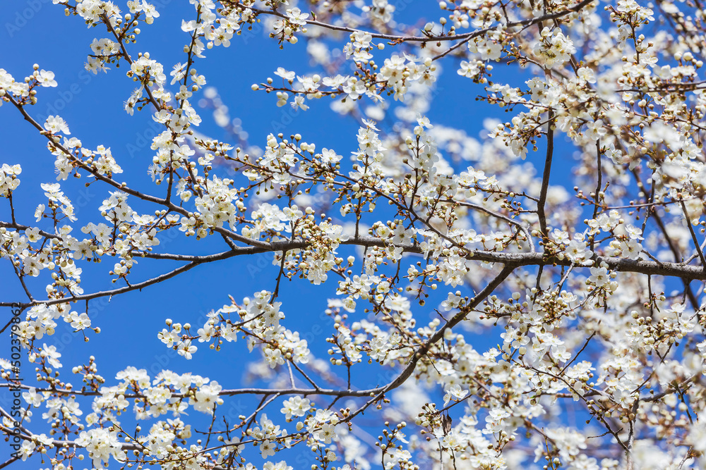 Blossoming of an apple-tree in the spring.Beautiful background Blossoming of an apple-tree in the spring.Beautiful background