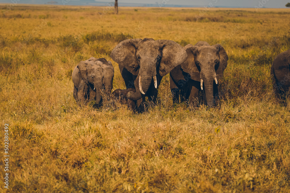 Fototapeta premium Animaux d'Afrique