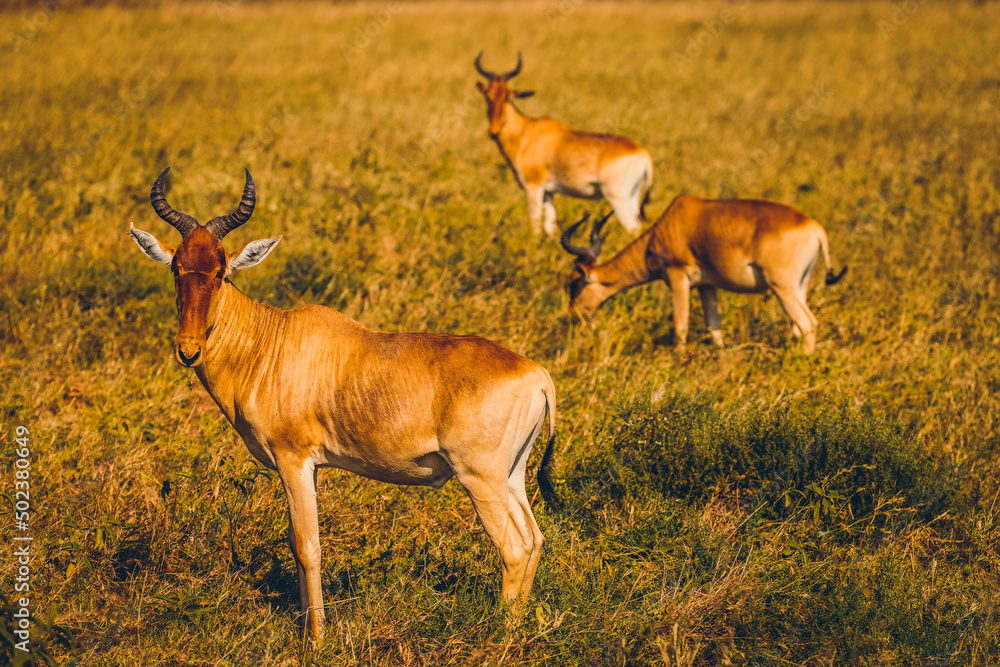 Fototapeta premium Animaux d'Afrique