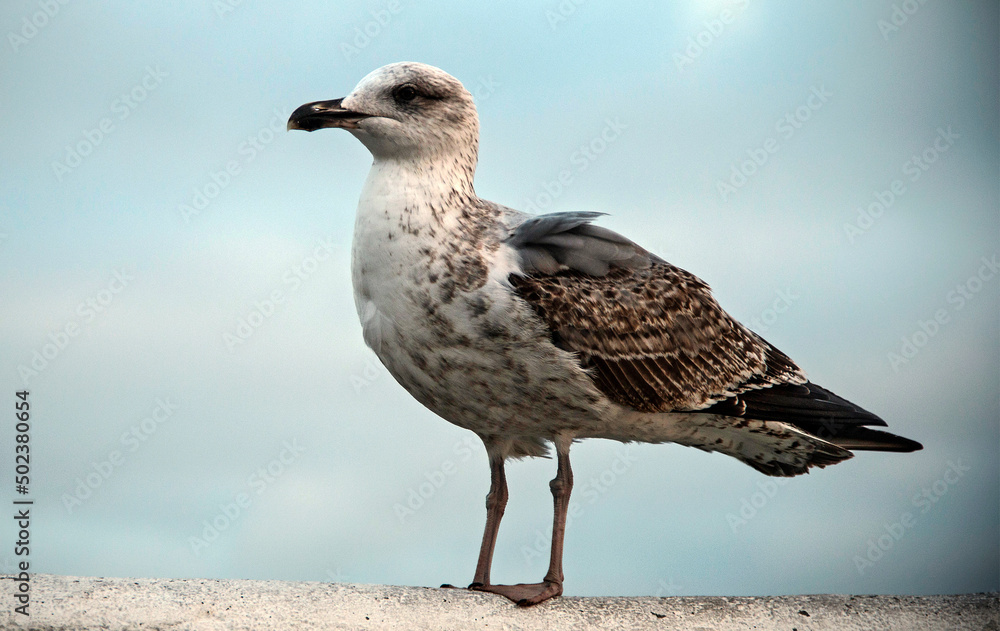 A seagull, typical bird of the coast A seagull, typical bird of the coast