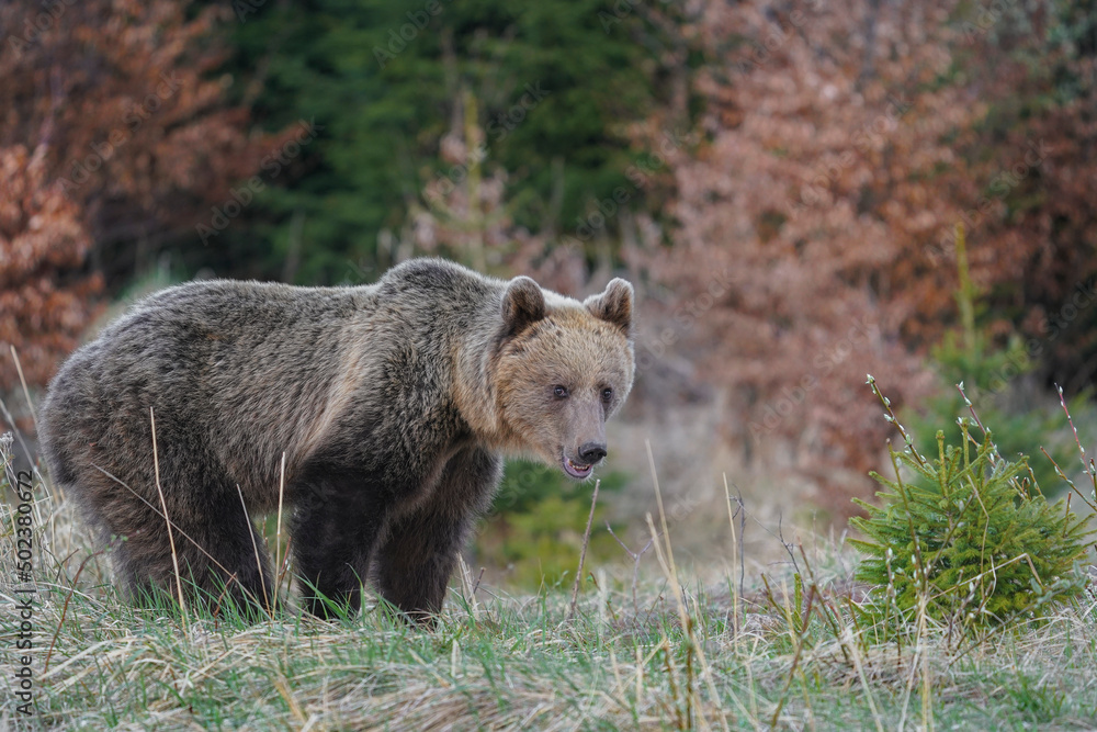 Fototapeta premium Brown bear (ursus arctos) on the forest in slovak wilderness .