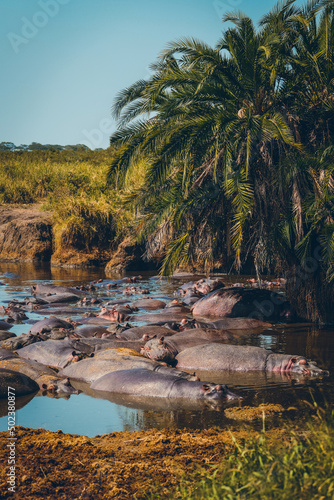 Animaux d Afrique