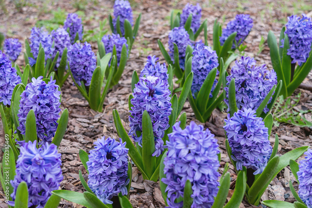 Naklejka premium Lots of blue Hyacinths with green spring close-up. Photo of a flower garden with bulbous early plants in the park in spring.